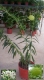 ASCLEPIAS PYSOCARPA - Flower & Plant
