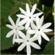 JASMINUM REX - Flower & Plant