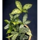 DRACAENA SURCULOSA - Flower & Plant